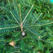 JODŁA KOREANSKA  IGLAKI DO OGRODU W DONICY 