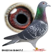 Samiec Oryg. Team Schlief Stiens  Leo Heremans Linia Olympiade 008