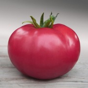 Pomidor Area F1 - Nasiona Holenderskie