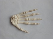 Prawa dłoń kostek szkielet ciało człowieka National Geographic