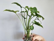 Wielkie Syngonium Eclipse w hydroponice 