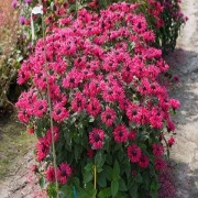 Monarda-Pysznogłówka-Bee-Happy SADZONKA 1L__Miododajna roślina