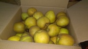 Jabłka Szara Reneta – prosto z naszego sadu  20kg, kulinarne