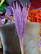 Trawa leśna jasny fiolet trzcinnik zboże susz naturalne trawy na palmy 