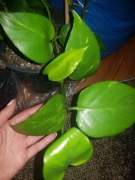 Epipremnum aureum złociste 