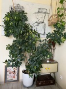 Duża Szeflera drzewiasta.