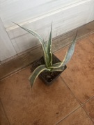 Agave, agawa,,americana variegata” duża roślinka