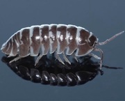 Armadillidium maculatum 12szt