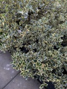 Ostrokrzew Silver queen i Golden King