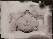 Ambrotypia - Hell's Kitchen 020