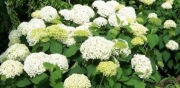 Hortensja krzewiasta ANABELLE