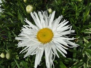 Złocień wielki Zygmunt Hellwig C1,5- 10,8 zł/1 szt