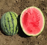 Nasiona arbuza Bedouin F1 