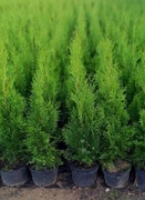TUJA SZMARAGD 100-120 CM