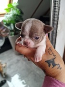 Suczka Chihuahua. Krótkowłosa liliowa. Rewia