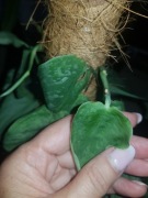 Scindapsus Nangga senai cięty 