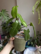 philodendron florida green | sadzonka rosnąca
