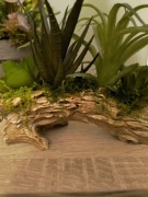 Kompozycja natura z sukulentami