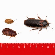 Karaczany argentyńskie Dubia 100 szt. 2–3 cm + pokarm gratis