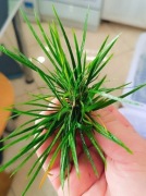 Acorus pusilus terrarium Tatarak japoński karłowaty