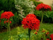 Lychnis chalcedonica-Firletka czerwona 30n