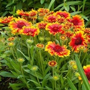 GAILARDIA OŚCISTA  Gaillardia aristata