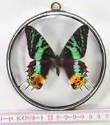 Gablotka UrRh2 dwustronna motyl Chrysiridia (Urania) rhipheus