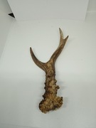 Parostki kozła parostek zrzut, gryzak xl 20 cm, xl hard