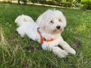 Milusiński piesek szuka pilnie domu