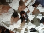 Karaczany Madagaskarskie wylęg 100 szt + Heat Pack gratis 