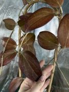 hoya Dossy | sadzonka cięta 1w | pięknie się wybarwia sun-stress