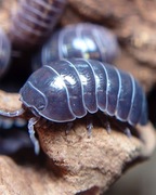 Armadillidium vulgare "Wild Type", isopody, kulanki, 10 szt.