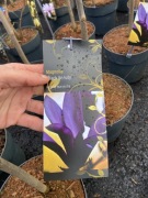 Magnolia Black Beauty duża sadzonka