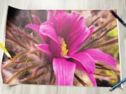 Plakat / poster / obraz kwiat Sasanka. Natura.