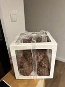 Miś zrobiony z wiecznych róż 32 cm +opakowanie