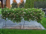 Kwietnik, metalowy stojak na kwiaty 5szt.