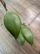 Hoja Erythrostema Silver