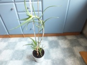 ALOES Drzewiasty roślina w doniczce ok.80cm dużo odnóg ,doniczkowa kwiat