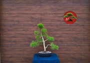 Sosna czarna materiał na Bonsai 70 cm w doniczce.