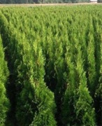 TUJE SZMARAGD  80-100 cm -  SZKÓŁKA ROŚLIN 