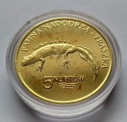 5 NURTÓW – TRASZKA - DUKAT LOKALNY