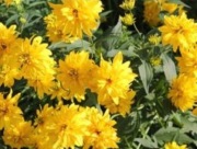Rudbekia sadzonki kwiat ogrodowy 