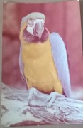 Wrocław ZOO Ararauna Papuga Stare zdjęcie 1972 rok