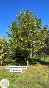 Platanus acerifolia, platan klonolistny, obwód 16-40cm, wysokość 350-400cm