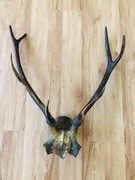 Duże ładne poroże z czaszką rogi jelenia