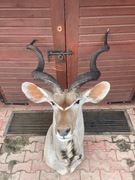 Medaliony zwierząt afrykańskich