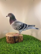 Gołębie pocztowe. Super materiał do rozpłodu . Knapik Piotr i Tomasz