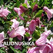 Clematisy, powojniki w doniczkach p9 do wyboru. Wysyłka marzec