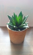 Sukulent Gasteraloe Aveo w doniczce