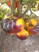 Afternoon Delight pomidor kolekcjonerski